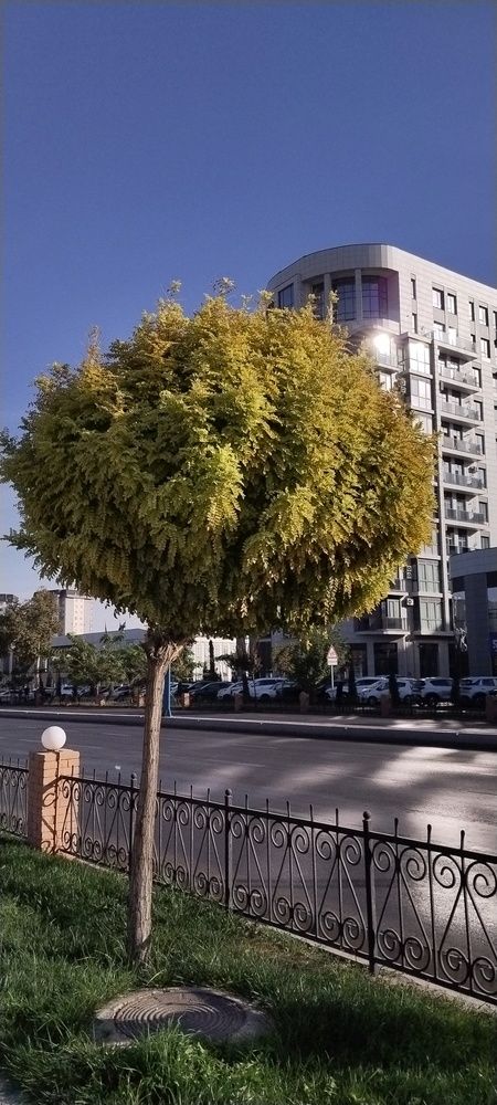 Tree in the urban landscape (Uzbekistan, Tashkent)