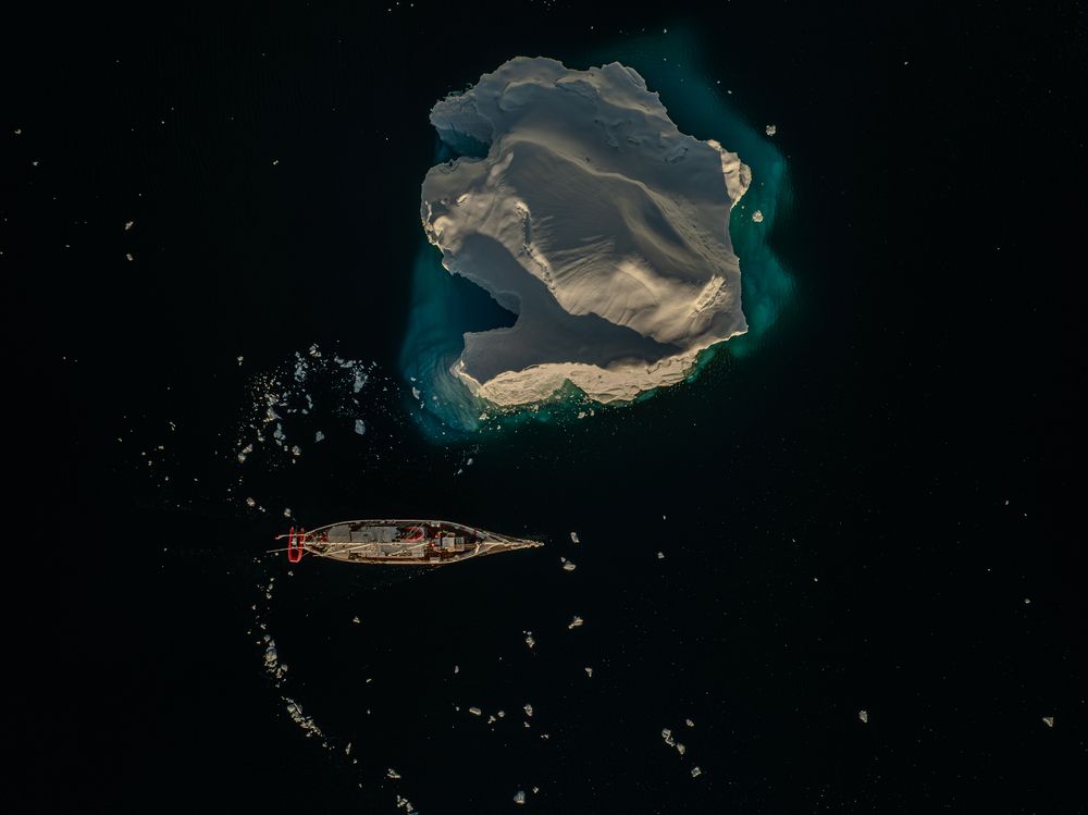 Antarctica. Flowers of the Southern Ocean.