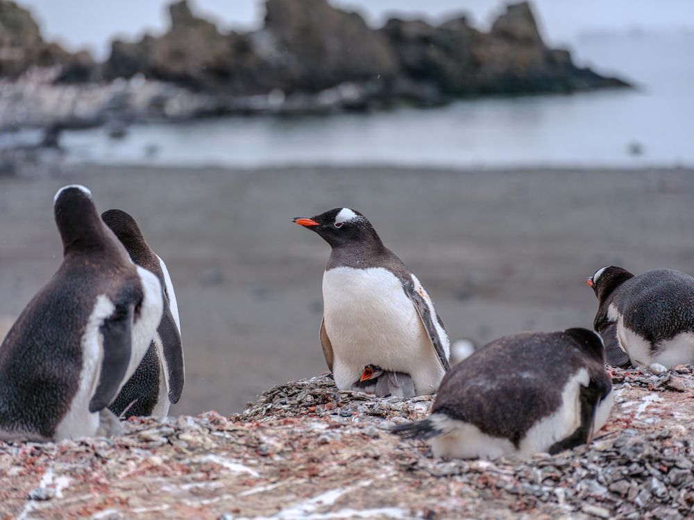 Gentoo penguins. Social life.