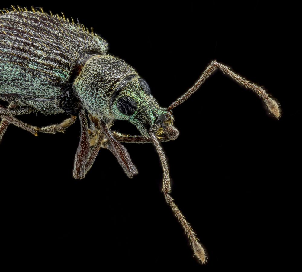 Asian Oak Weevil