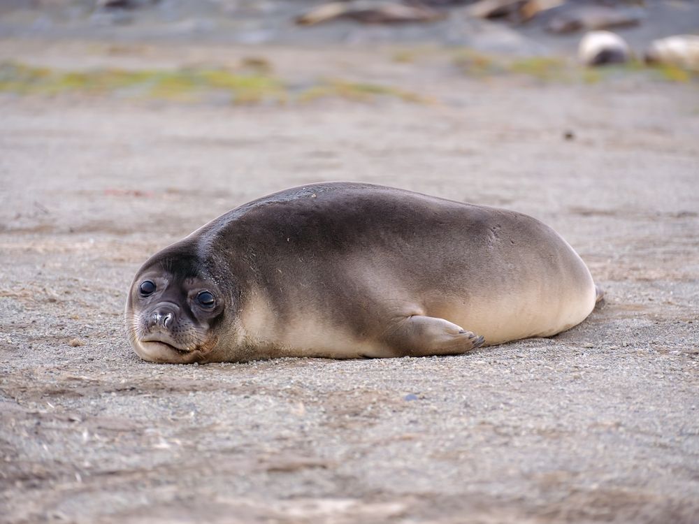 Southern Seals. Resting.