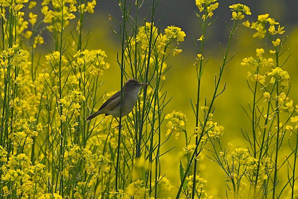 Blyth\'s Reed Warbler
