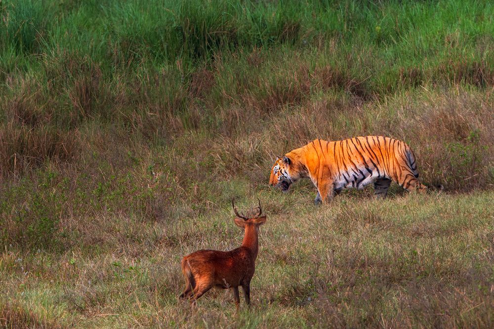 Predator & Prey