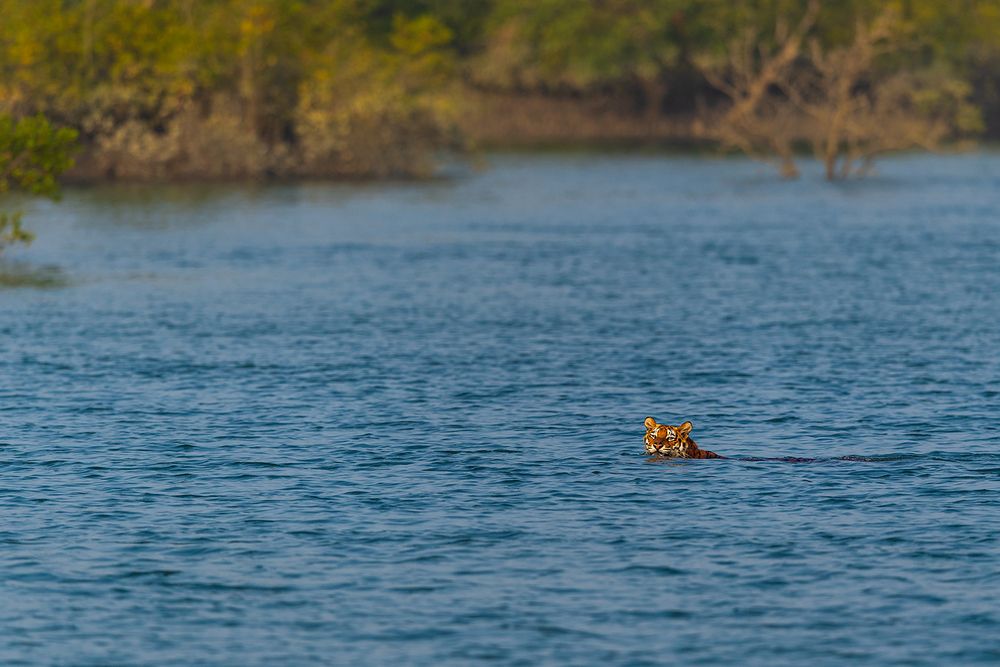 The Mangrove Tiger crossing the river