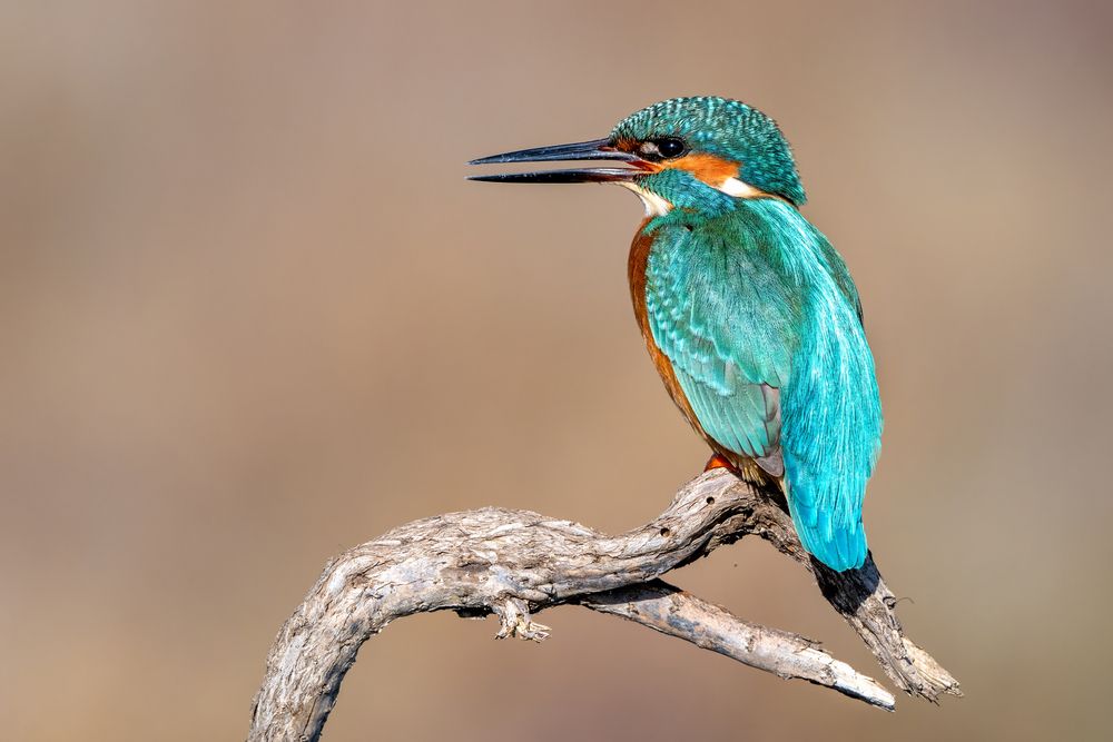 Photograph by Eren Aksoylu