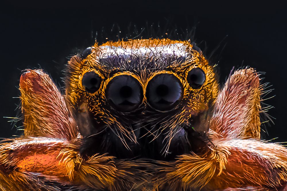 Eyes of a Jumper