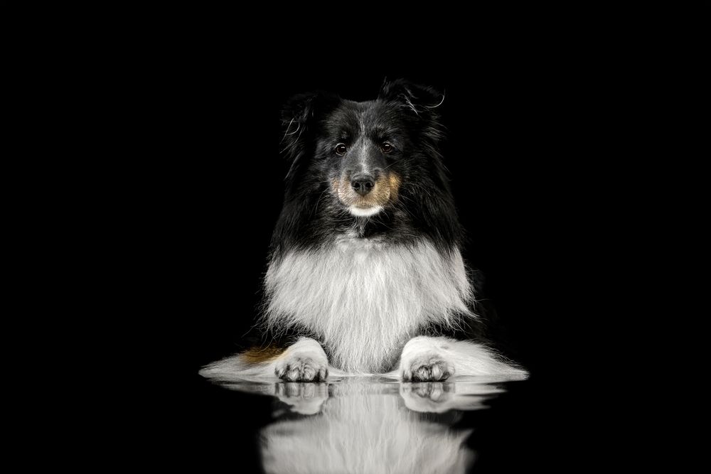 Sheltie. Still. Present. True. In reflection