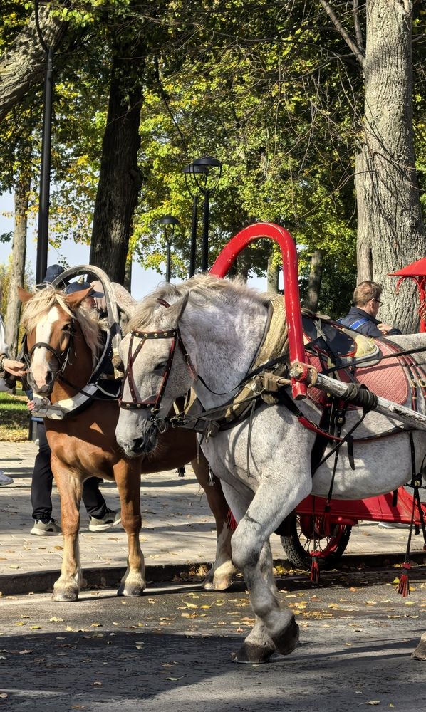 Фотография автора Елена Охапкина