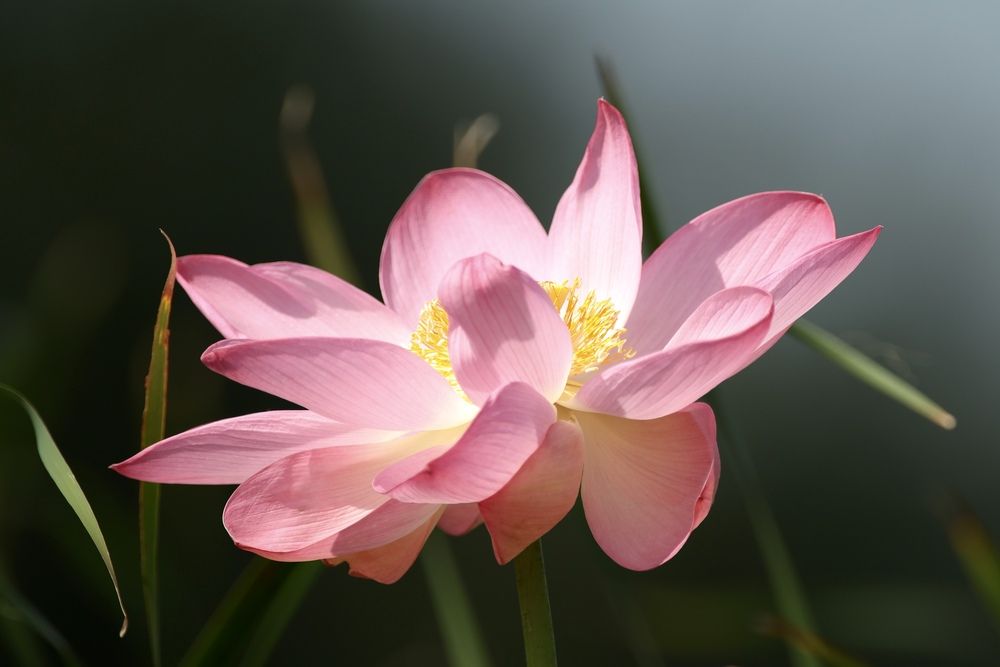 Фотография автора Голубков Леонид