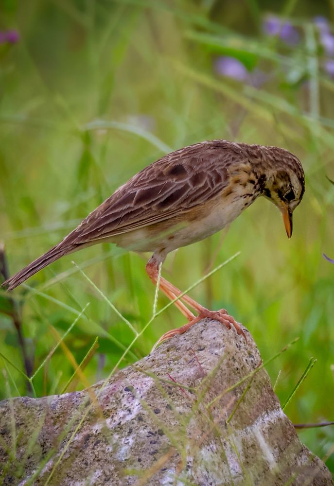 Photograph by WONG ADVENTURE