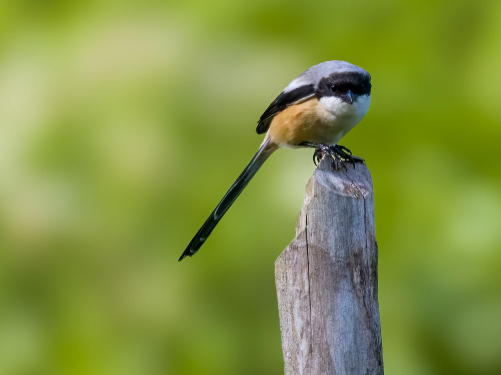 Photograph by Wong Fei Hung