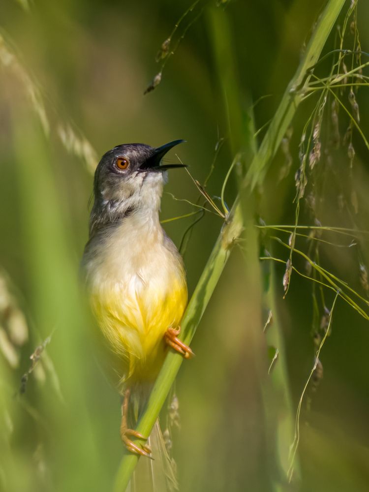 Photograph by Wong Fei Hung