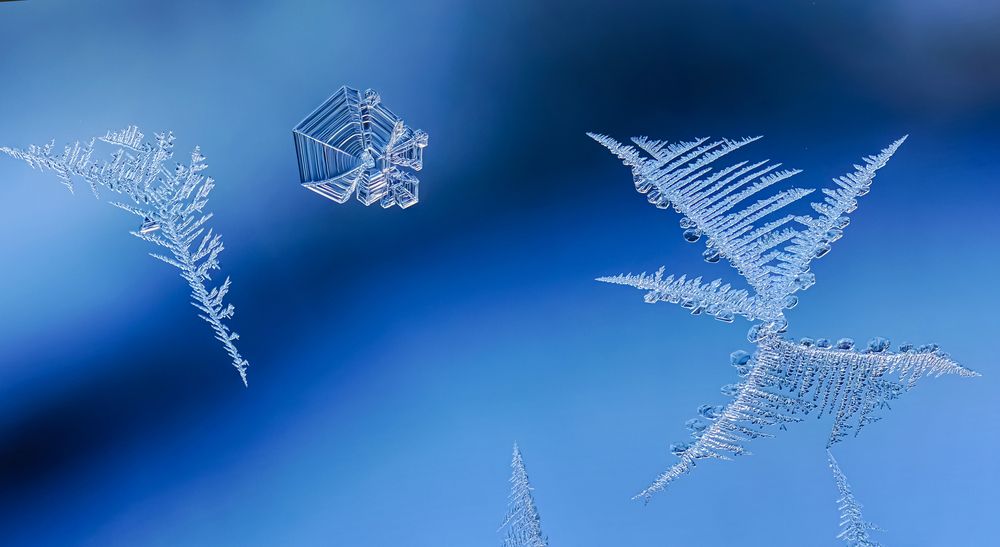 Вестники зимы