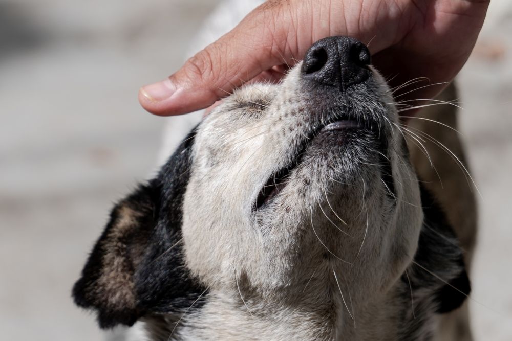 Фотография автора Oxana Ukhlina