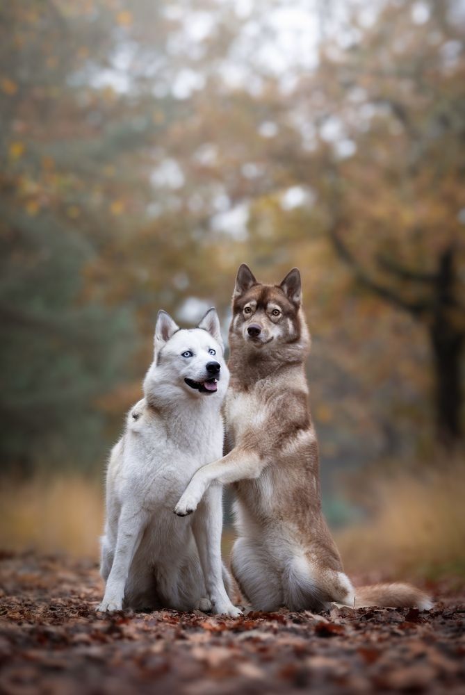Photograph by Shanna van Mens