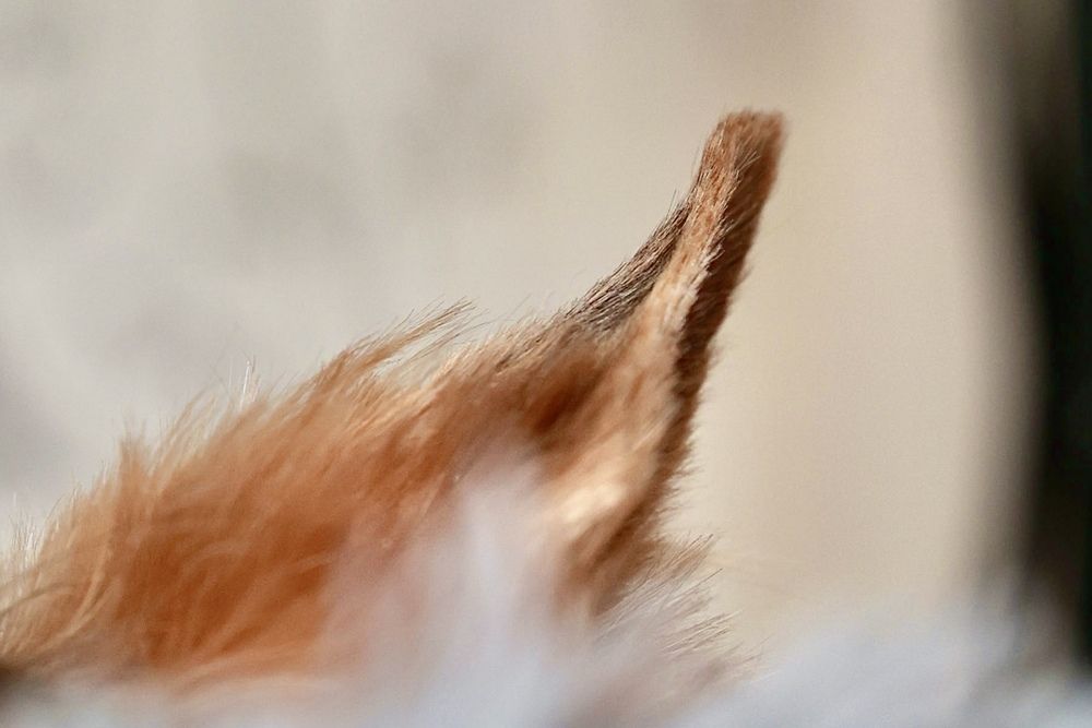 Photograph by Leonid Domrachev