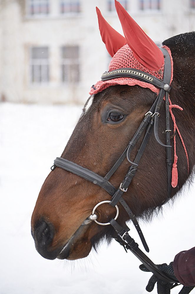 Фотография автора Соколова Елена