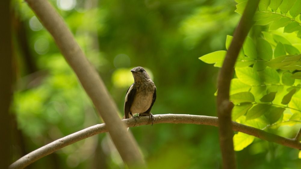 Copsychus saularis, female