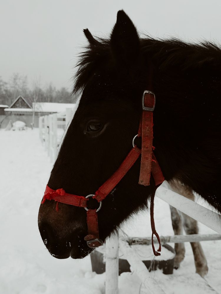 Photograph by Алёна Горошко