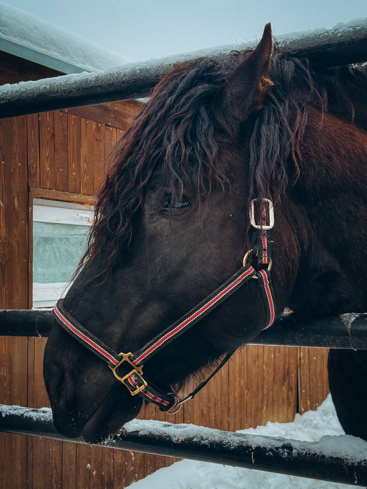 Photograph by Алёна Горошко