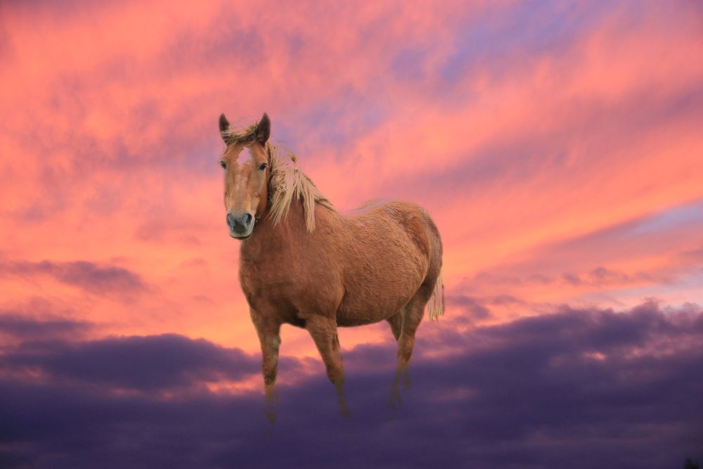 Фотография автора Анна-Лаймуте Милошевич