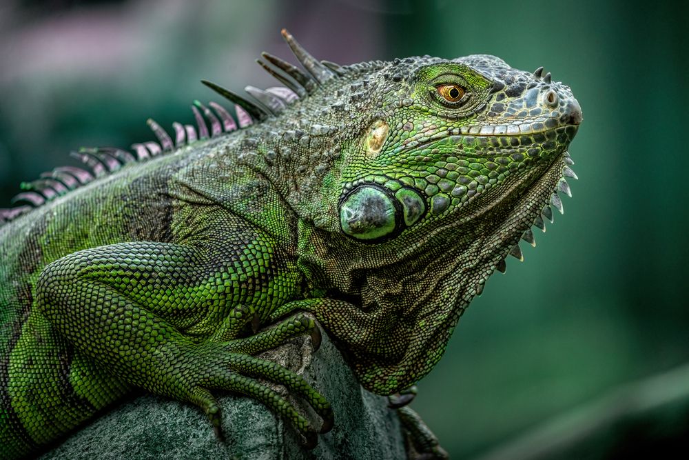 Photograph by Minh Thuận Nguyễn