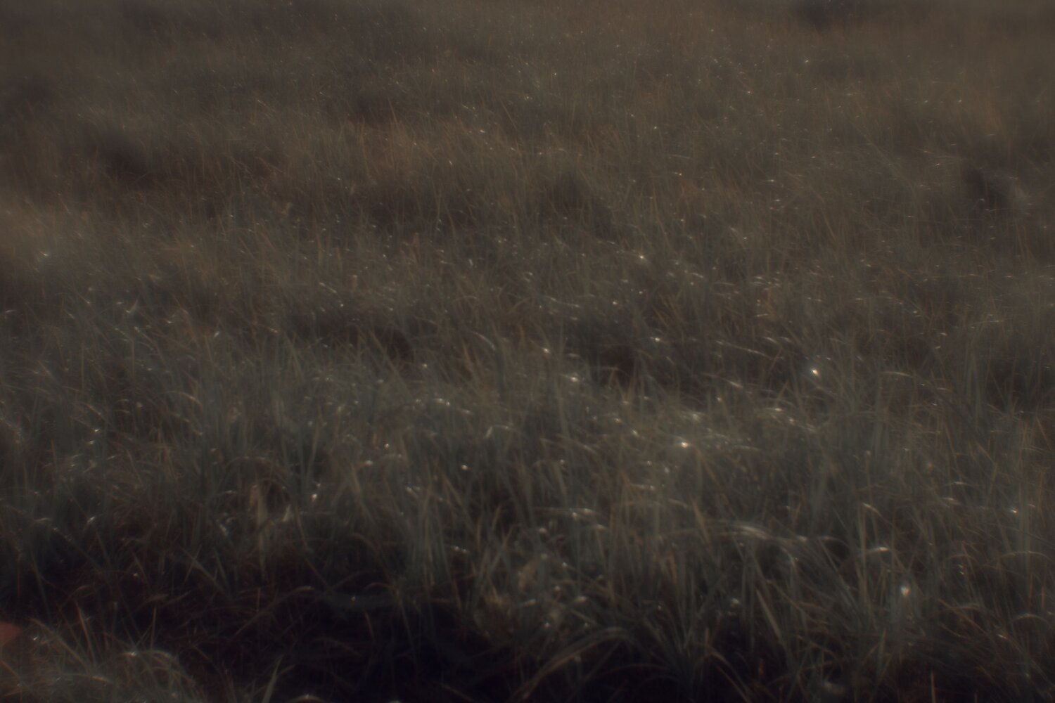 Photo #13037289