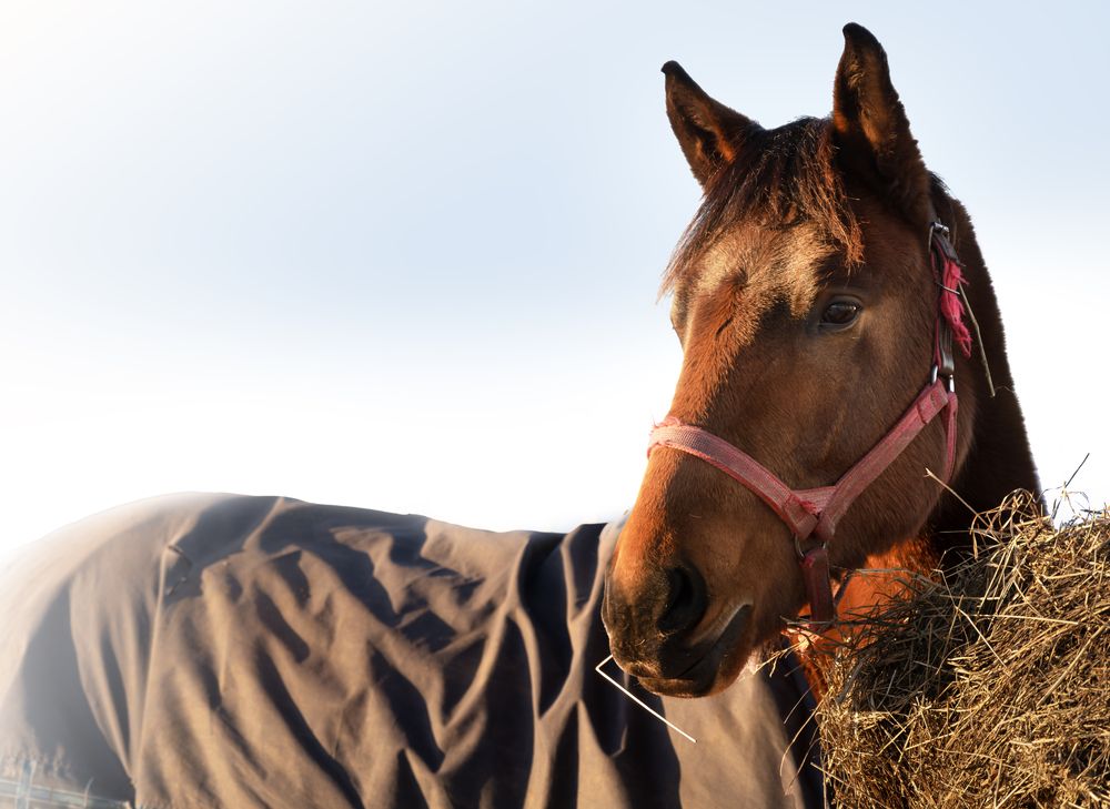 Фотография автора Денис Шишов