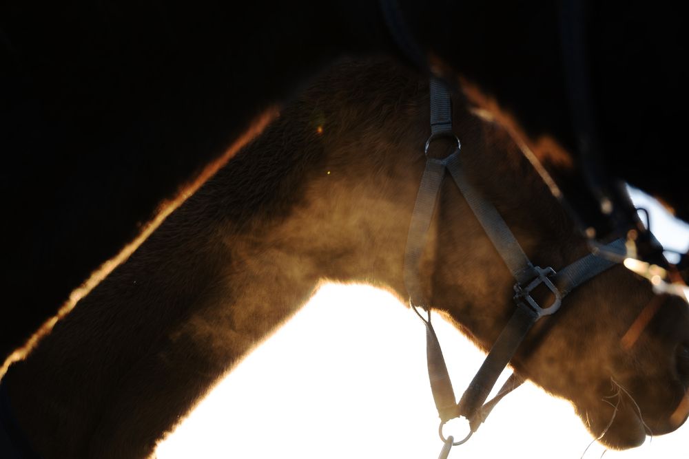 Фотография автора Денис Шишов