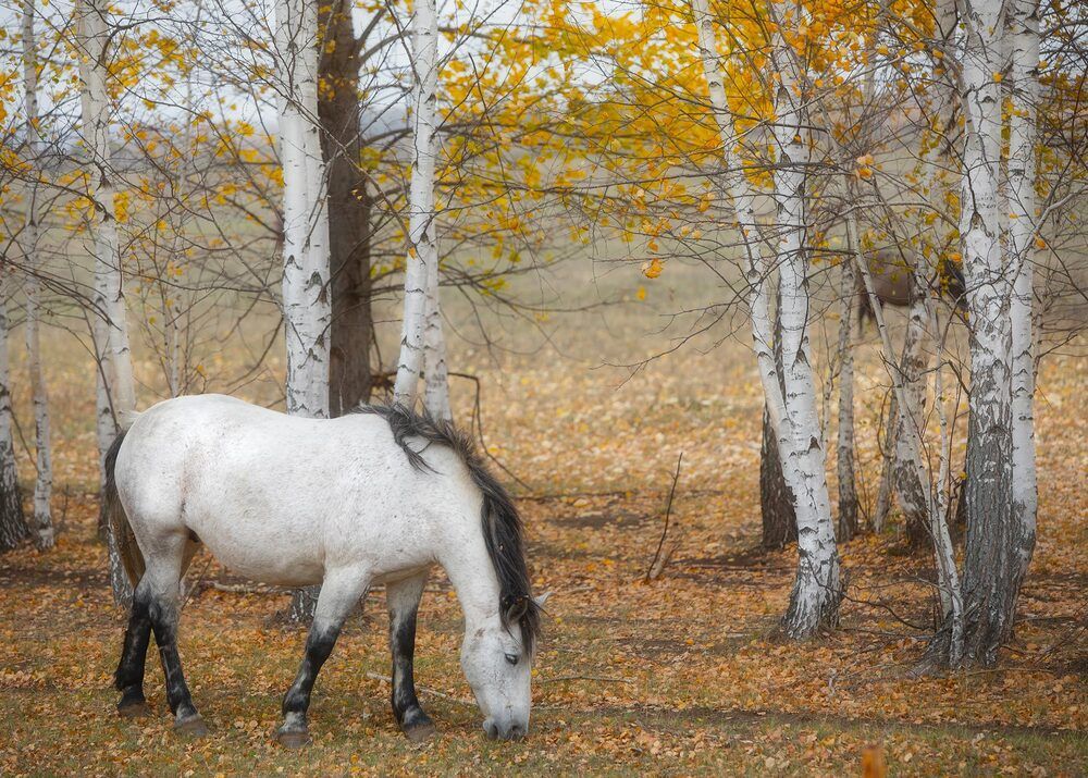 Photograph by Ekaterina Romanova
