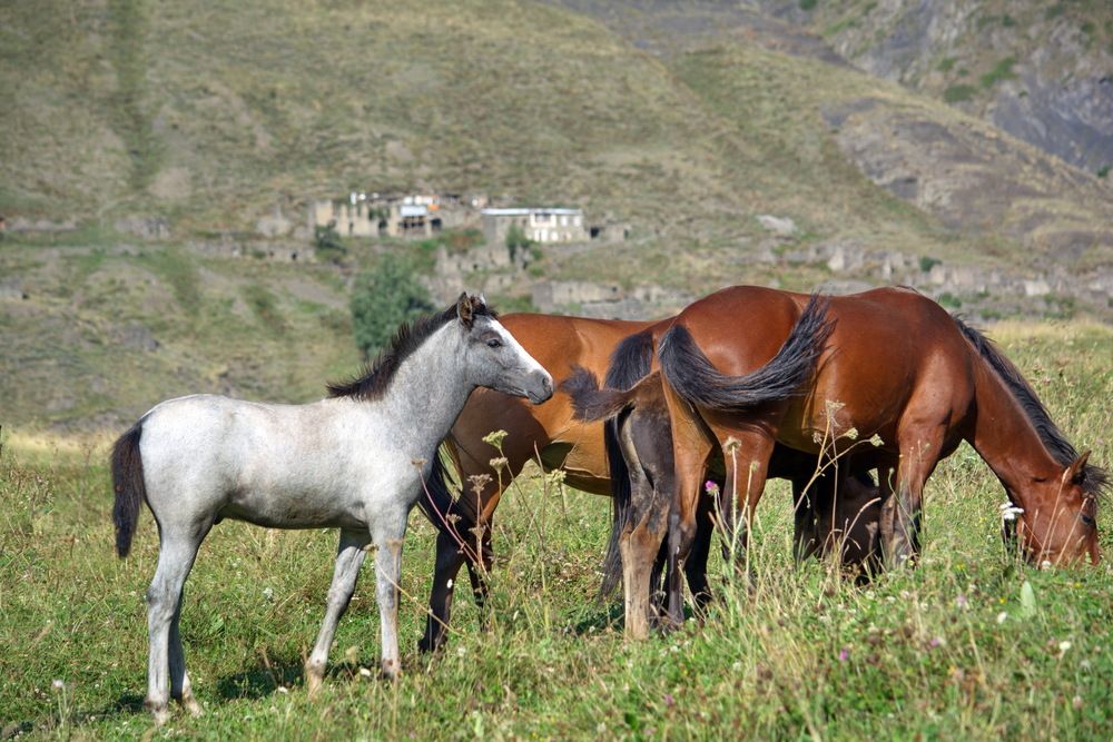 Кони на фоне прошлого