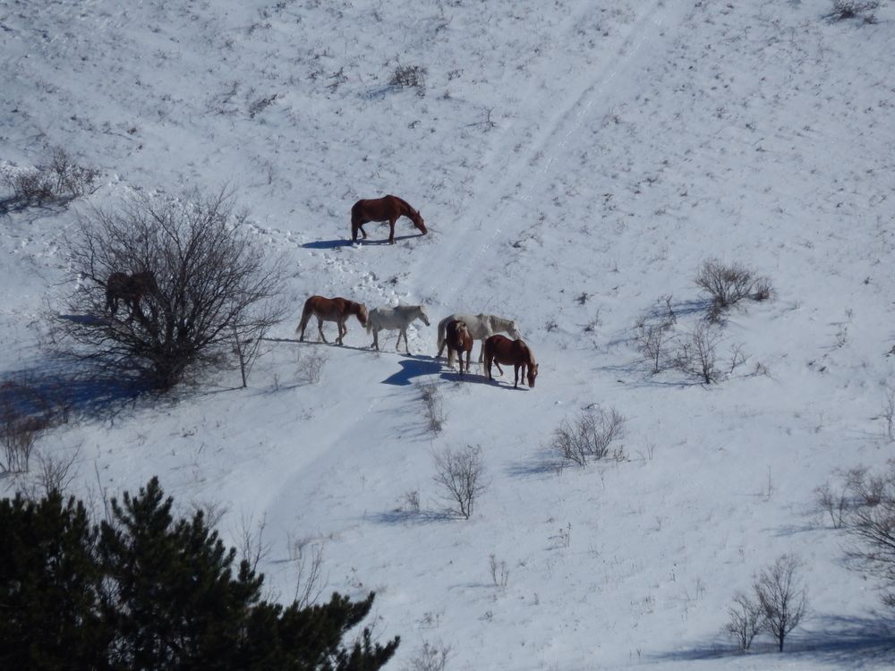 Photograph by Tanivsv