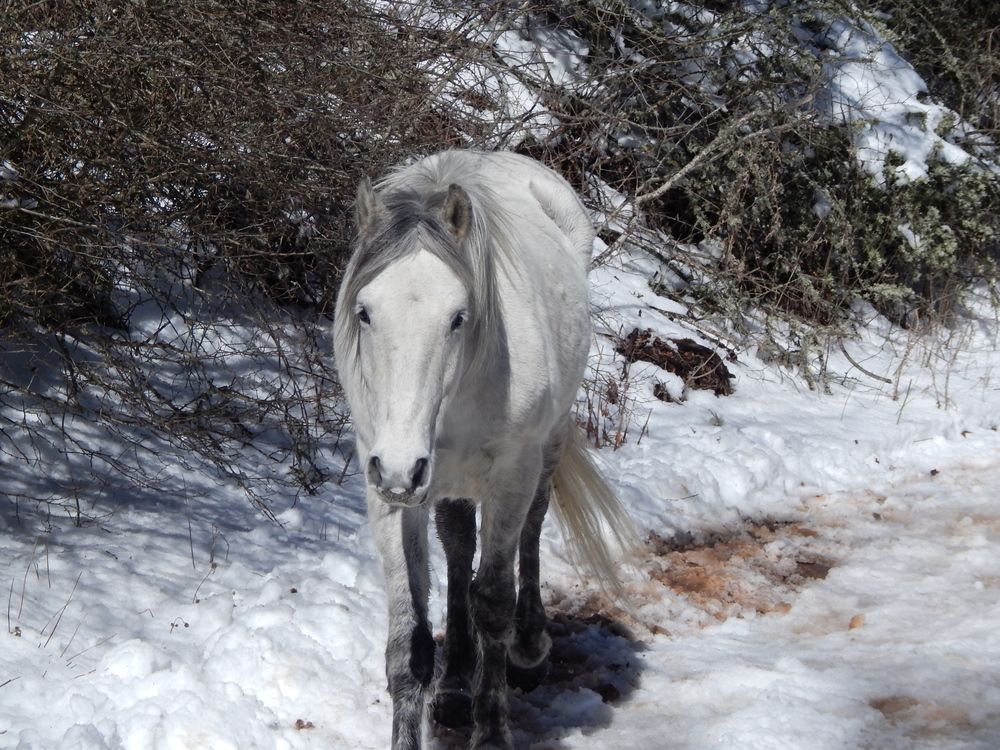 Photograph by Tanivsv