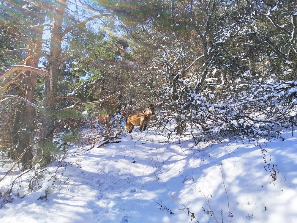 Photograph by Tanivsv