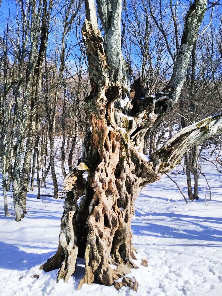 Photograph by Tanivsv