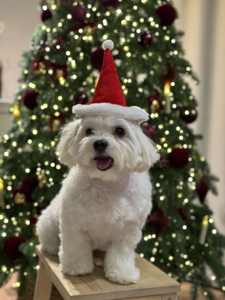 Фотография автора Алина Иванова