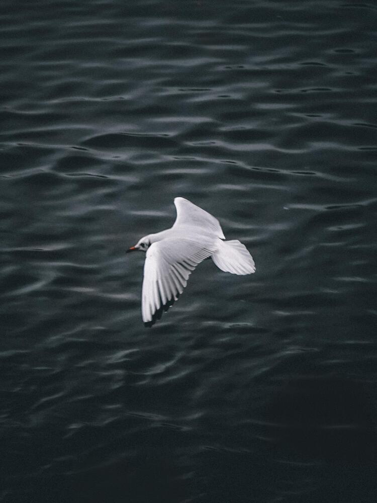Photograph by Вадим Аппазов