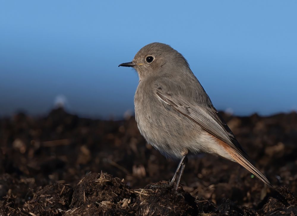 Black redstart