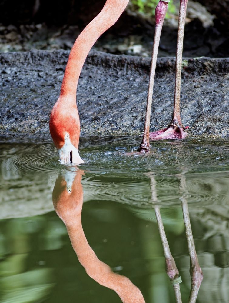 Reflection