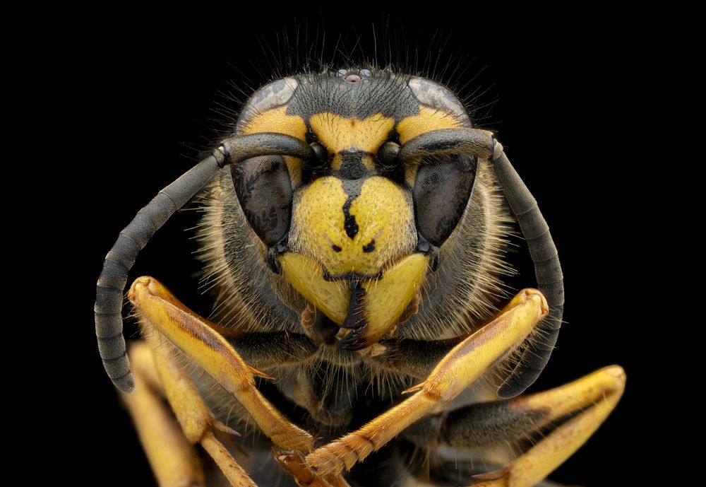 Ground Yellowjacket