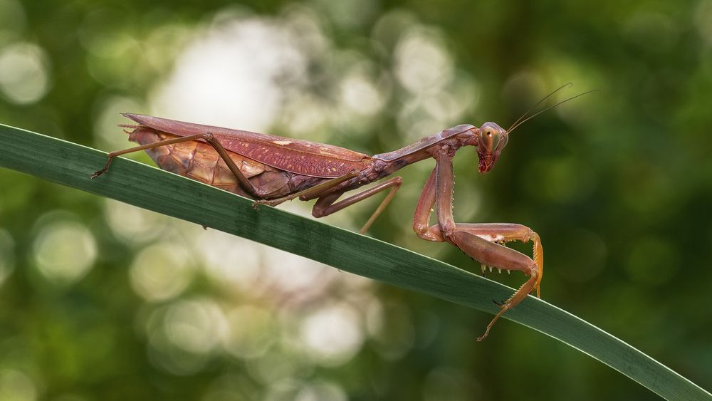 MANTIS