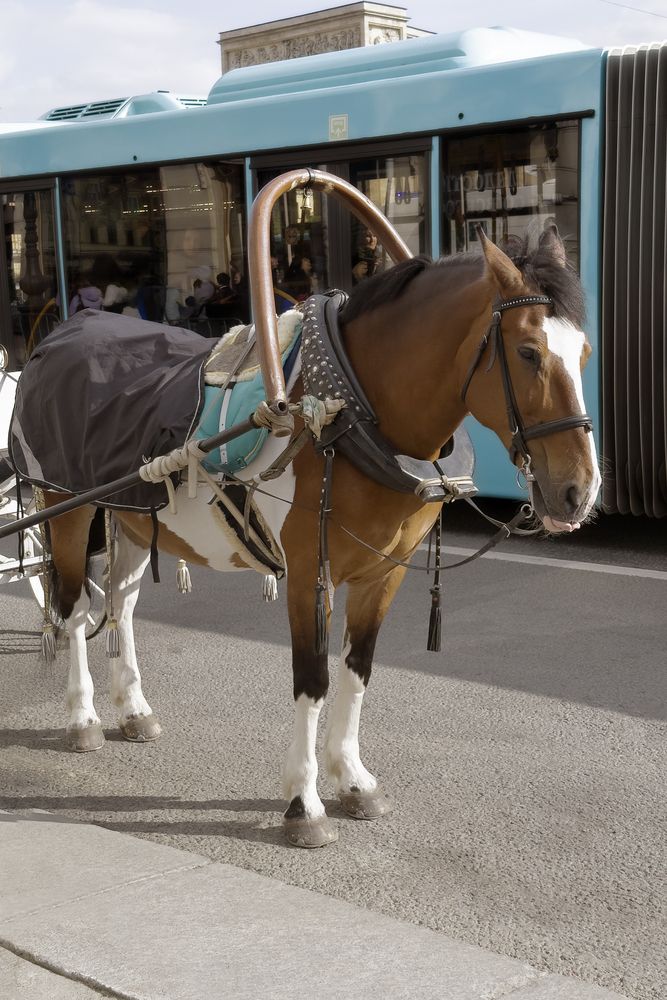 Photograph by Elena Savchuk