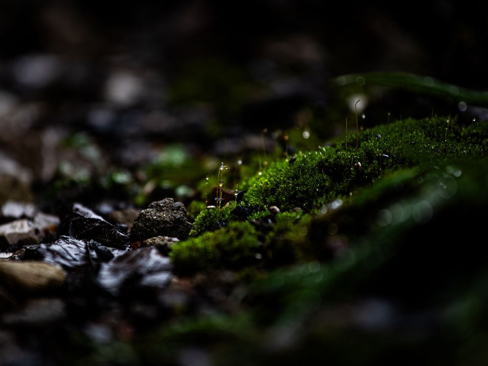Photograph by Анастасия Онишко