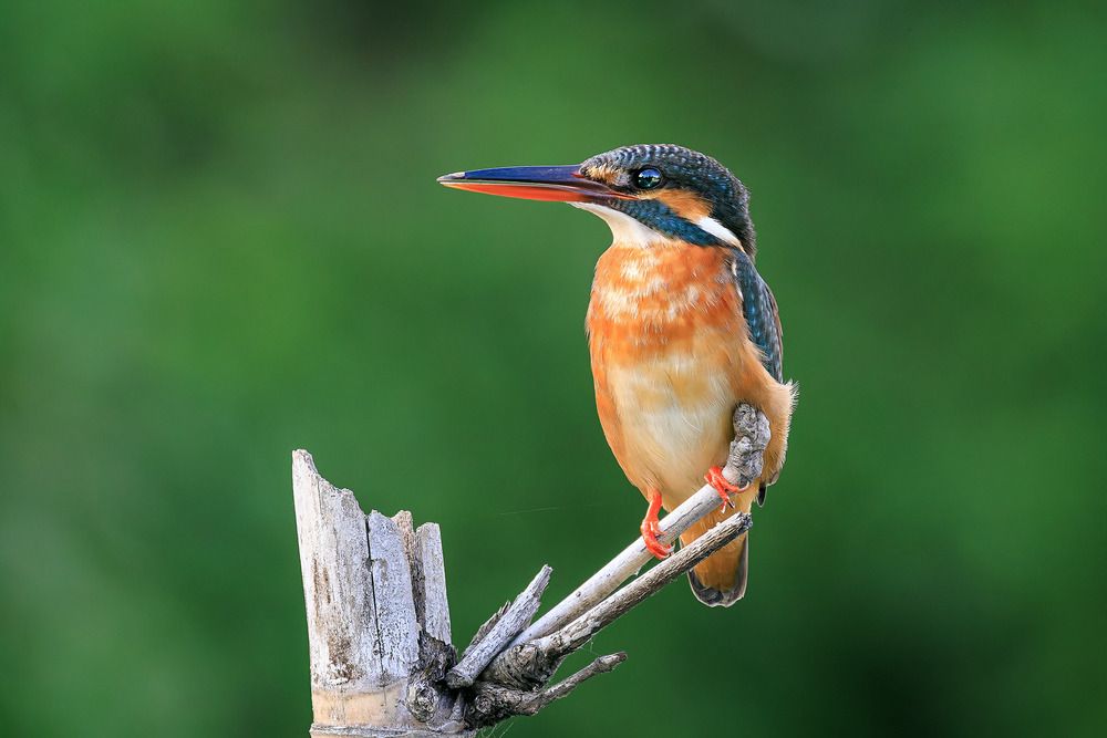 Photograph by Chau Nguyen