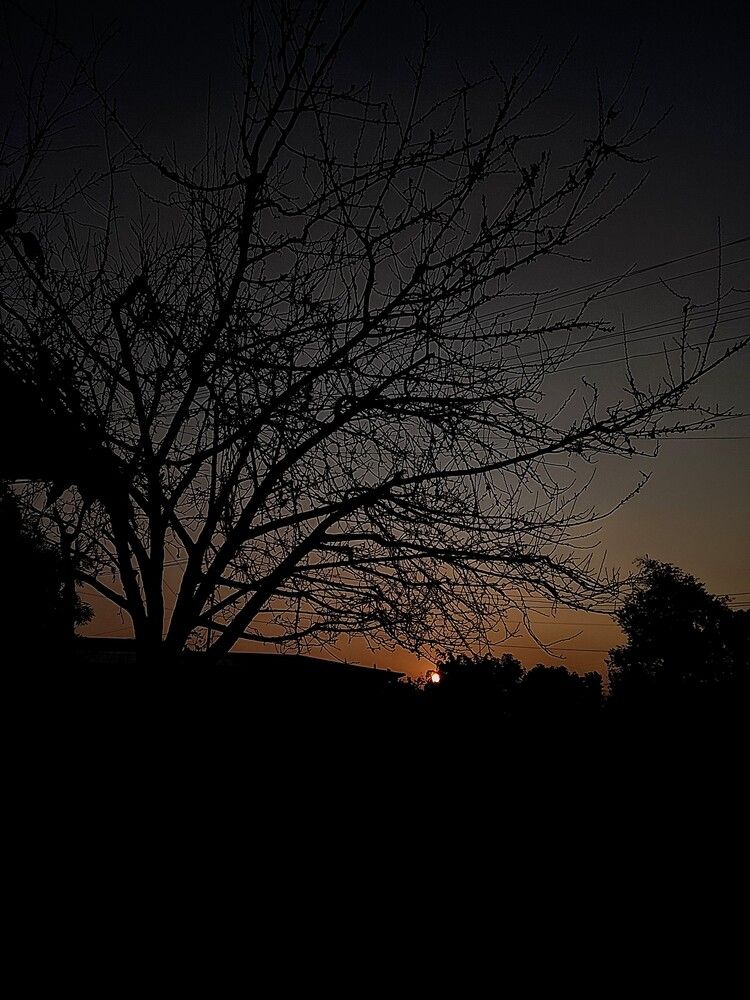 Photo #13038586