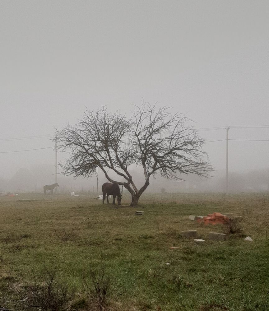 Photograph by Елена
