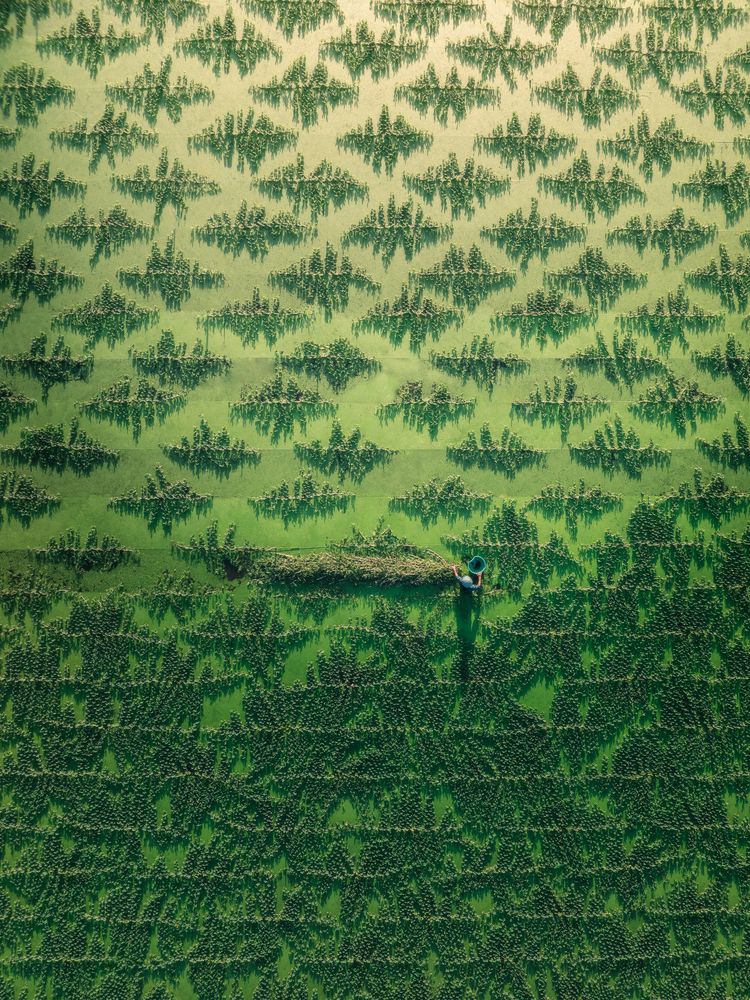 Photograph by Bao Nguyen