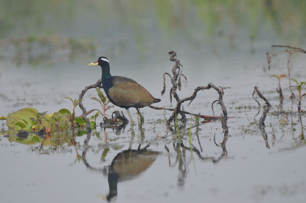 Photograph by Dr. Harisadhan De Adhikari
