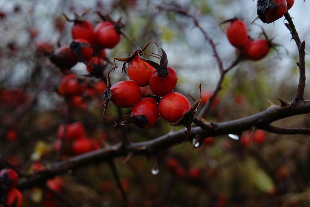 Photograph by Светлана Каравайская