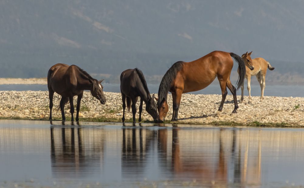 Photograph by Koledova Irina